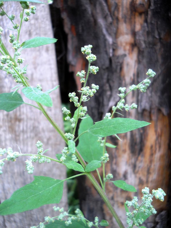 Изображение особи Chenopodium suecicum.