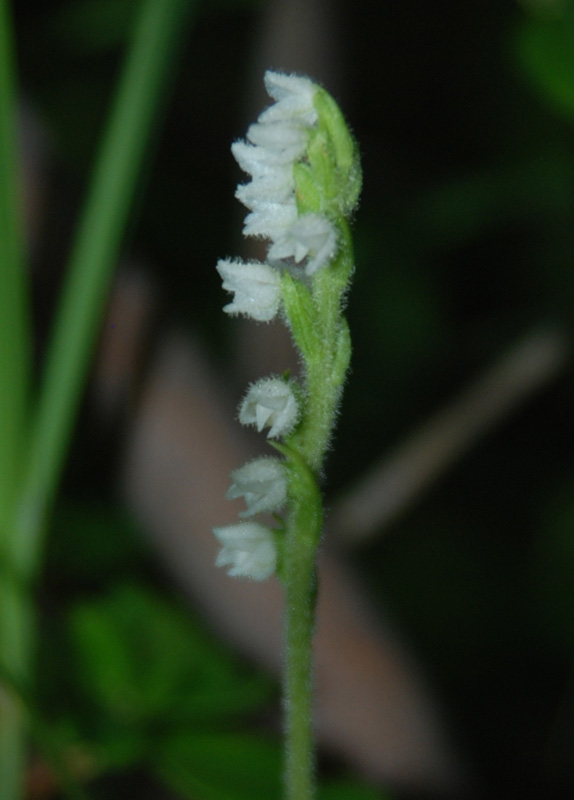 Изображение особи Goodyera repens.