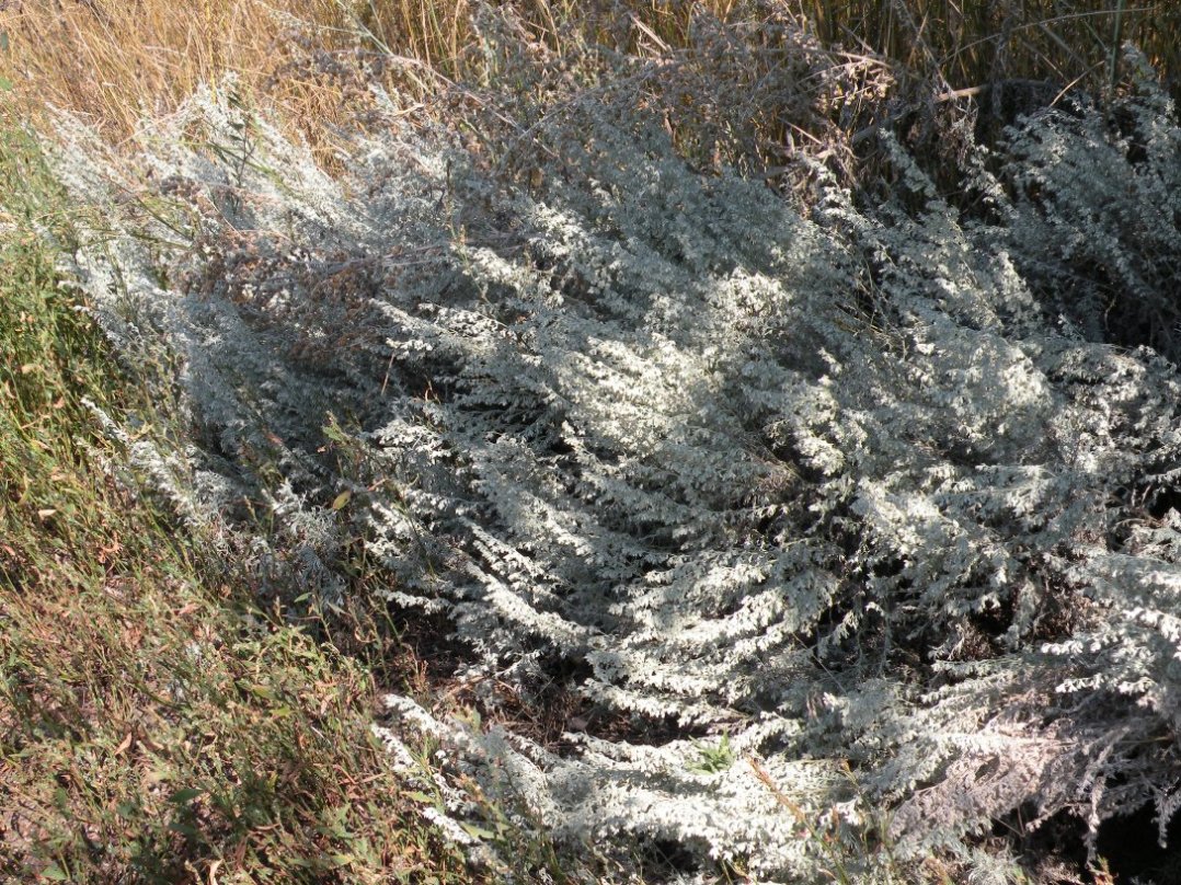 Image of Artemisia austriaca specimen.