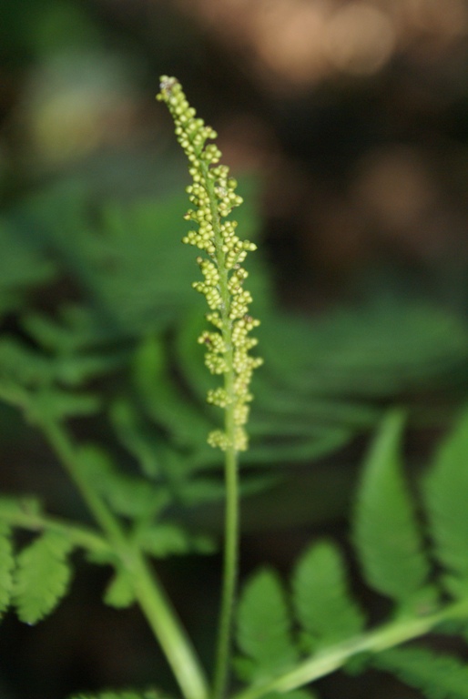 Изображение особи Botrychium strictum.