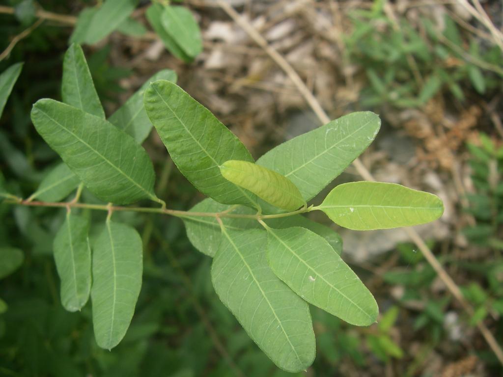 Image of Trachomitum lancifolium specimen.