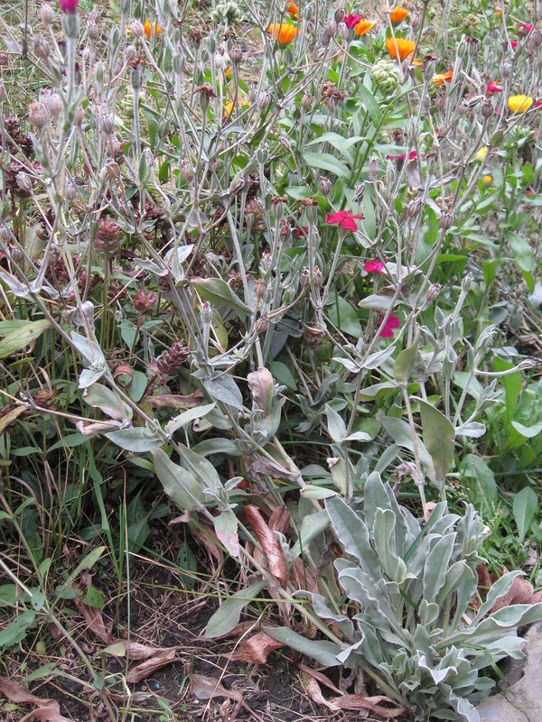 Изображение особи Lychnis coronaria.