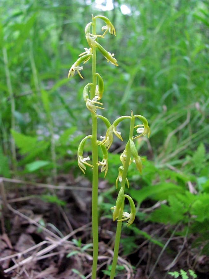 Изображение особи Corallorhiza trifida.