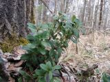 Vaccinium vitis-idaea. Растение под пологом сосняка. Курская обл., Железногорский р-н, с. Жидеевка, ур. \"Жидеевская дача\". 28 марта 2007 г.