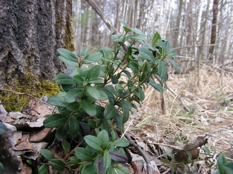 Image of Vaccinium vitis-idaea specimen.