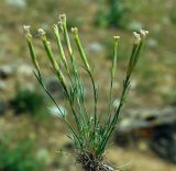 Dianthus tetralepis