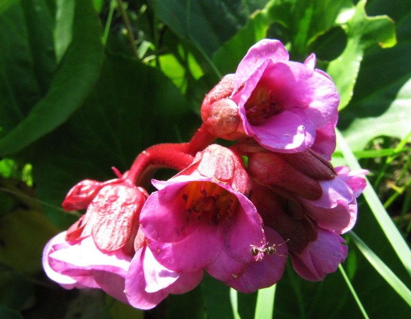 Image of Bergenia crassifolia specimen.