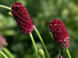 Sanguisorba officinalis. Соцветия. Киев, луг, опушка Святошинского леса. Август 2004 г.