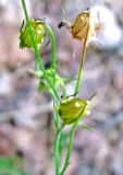 Campanula rotundifolia. Соплодие. Тверская обл., Весьегонский р-н, окр. дер. Беняково, берег залива Рыбинского вдхр. по р. Сёбла. 24.07.2011.