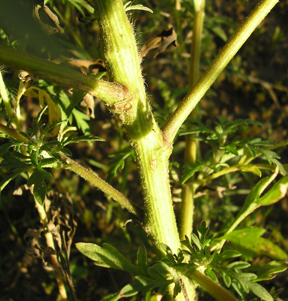 Image of Ambrosia artemisiifolia specimen.