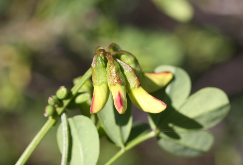 Изображение особи Hippocrepis emeroides.