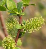 Salix myrsinifolia. Побег с женскими соцветиями. Псковская обл. 6.05.2006.