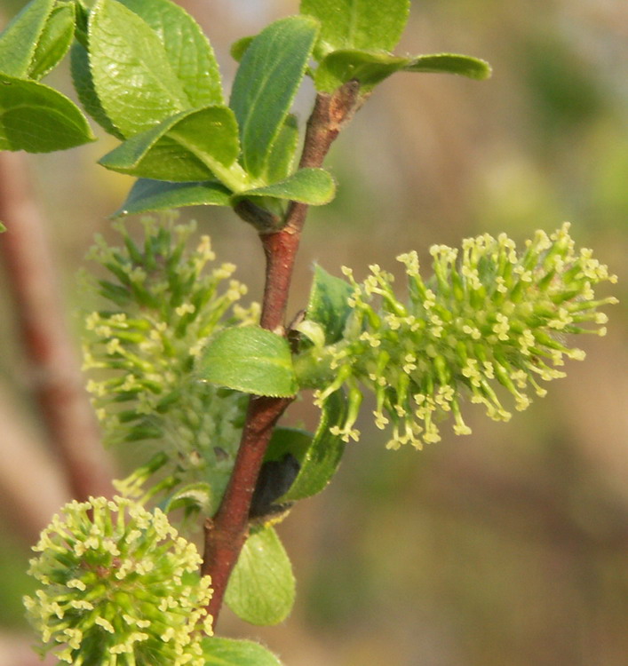 Изображение особи Salix myrsinifolia.