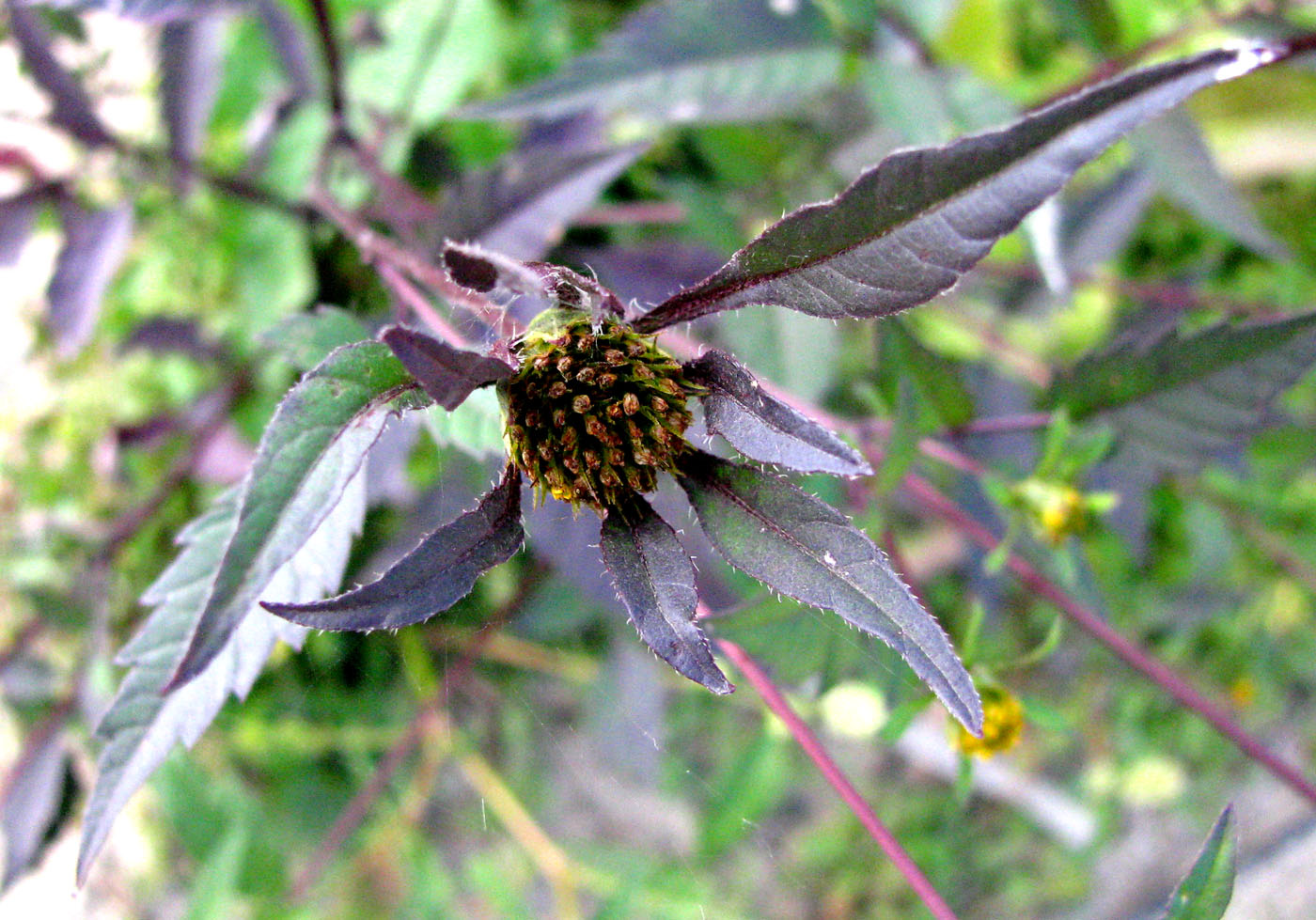 Image of Bidens frondosa specimen.