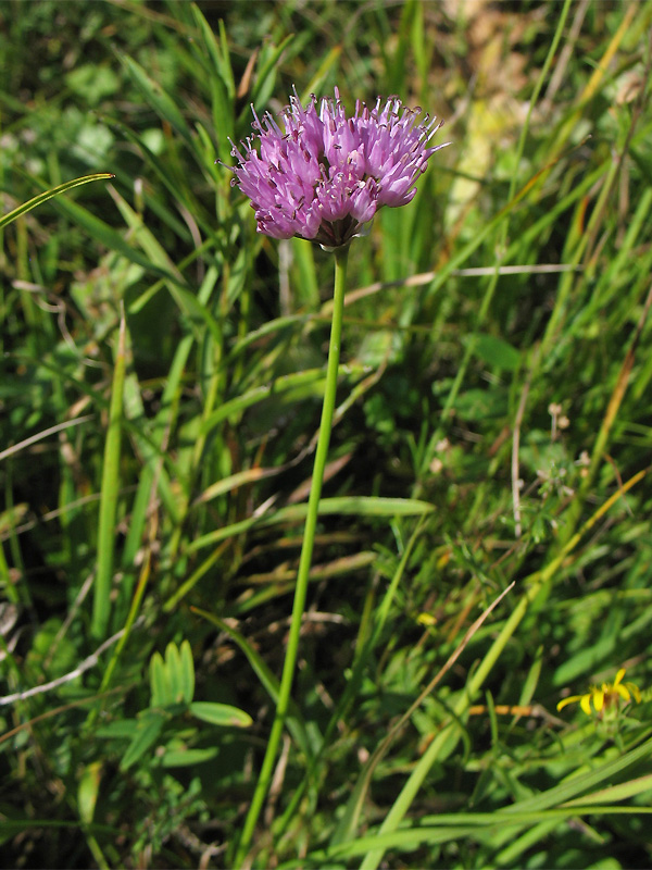 Изображение особи Allium lusitanicum.