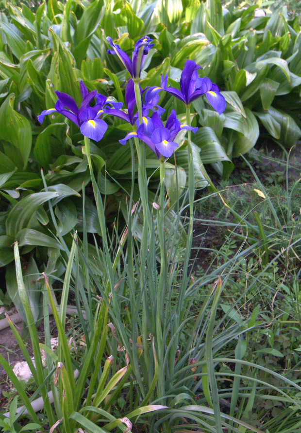 Изображение особи Iris filifolia.