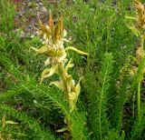 Oxytropis muricata