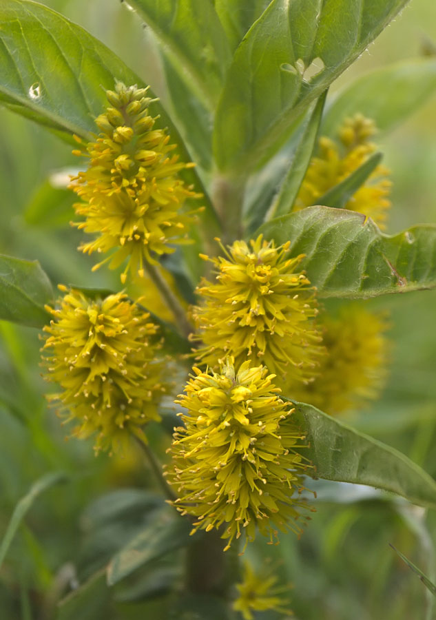 Изображение особи Naumburgia thyrsiflora.