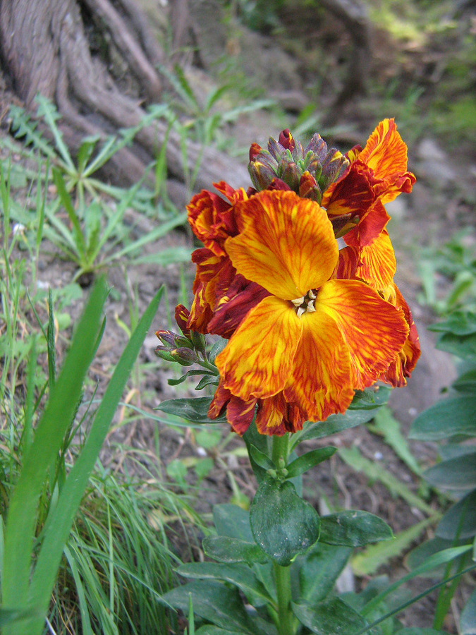 Image of Cheiranthus cheiri specimen.