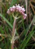 Valeriana dioica. Верхушка побега с тычиночным соцветием. Испания, Страна Басков, Арратия, горный перевал Барасар, заболоченная котловина между двумя хребтами. Начало мая 2012 г.