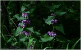 Lamium maculatum. Цветущие растения. Чувашия, окр. г. Шумерля, тропа на Красную речку за Низким полем. 10 мая 2012 г.