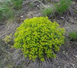 Euphorbia macrorhiza. Цветущее растение. Казахстан, Восточно-Казахстанская область; Западный Алтай, скл. Ульбинского хребта, окр. с. Ушановское. 21.05.2012.