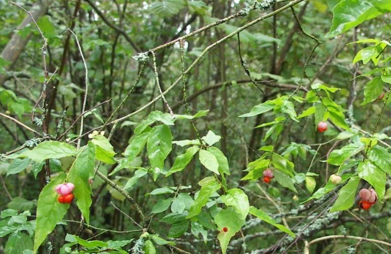 Изображение особи Euonymus verrucosus.