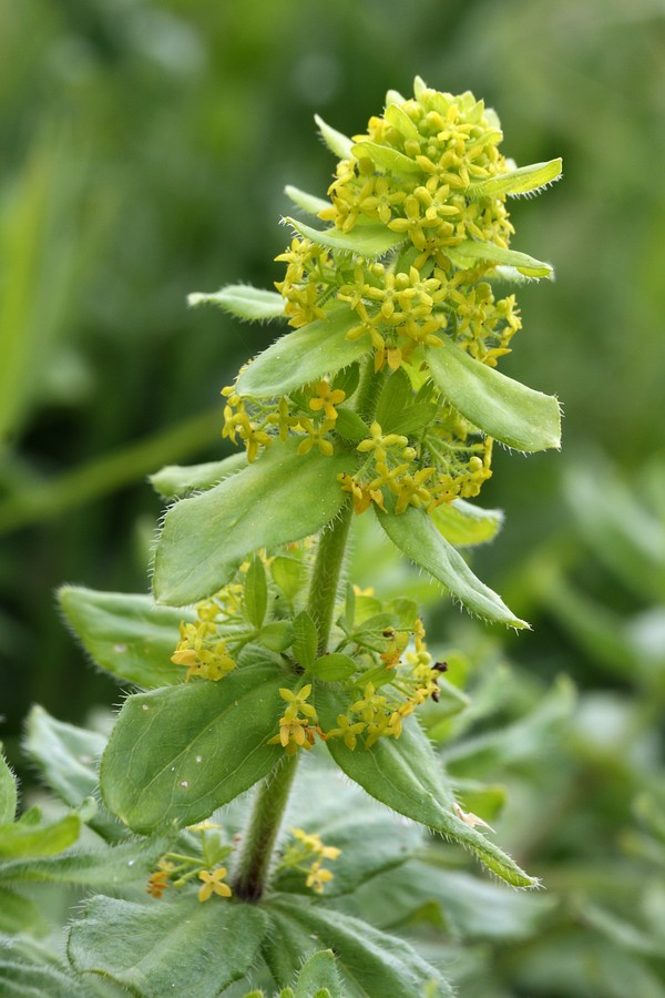 Image of Cruciata laevipes specimen.