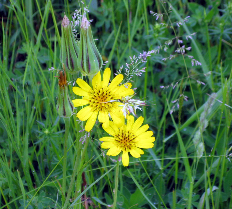 Изображение особи Tragopogon pratensis.