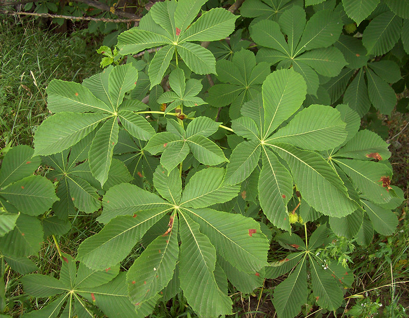 Image of Aesculus hippocastanum specimen.