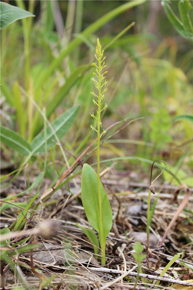 Image of Malaxis monophyllos specimen.