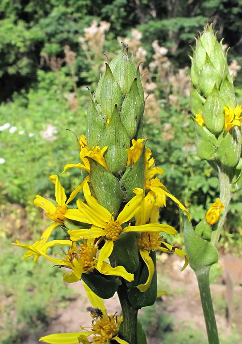 Изображение особи Ligularia splendens.