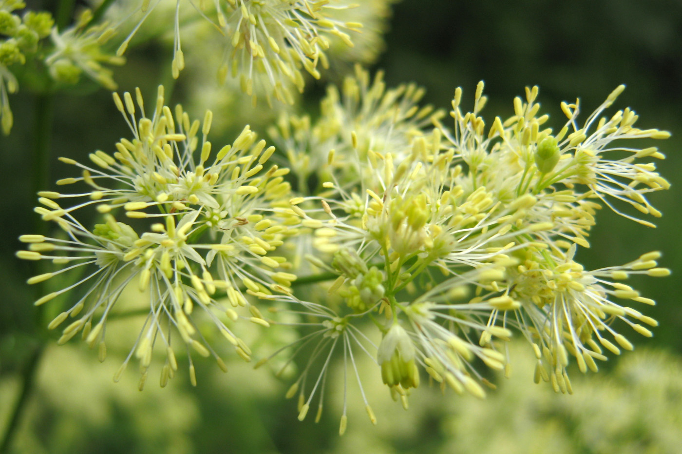 Image of Thalictrum lucidum specimen.