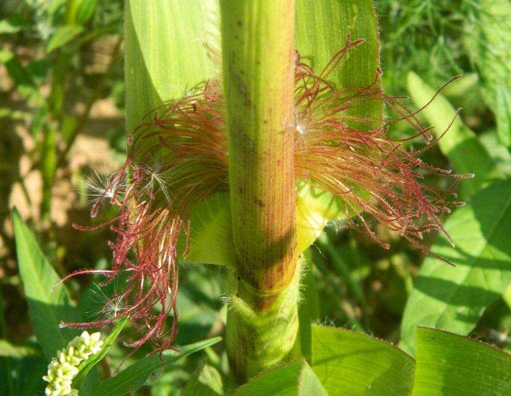 Изображение особи Zea mays.