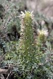 Pedicularis olgae. Соцветие. Южный Казахстан, хр. Боролдайтау, гора Нурбай; 1200 м н.у.м. 23.04.2012.