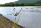 Cyperus orthostachyus
