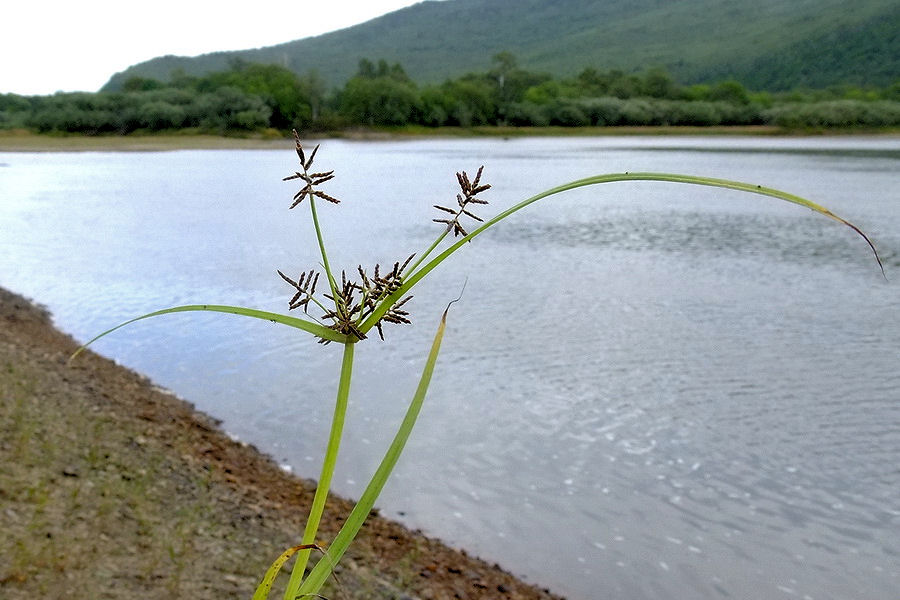 Image of Cyperus orthostachyus specimen.