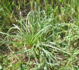 Plantago coronopus