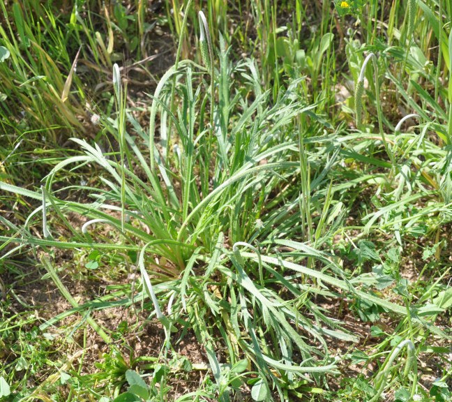 Image of Plantago coronopus specimen.