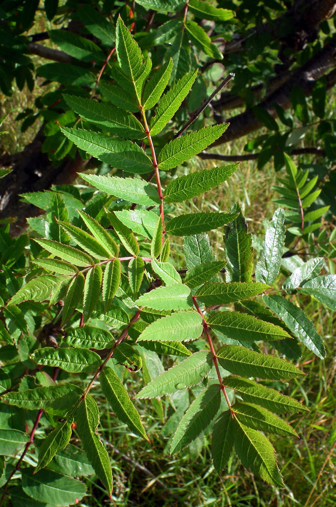 Image of Sorbus aucuparia ssp. glabrata specimen.