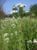 Achillea cartilaginea