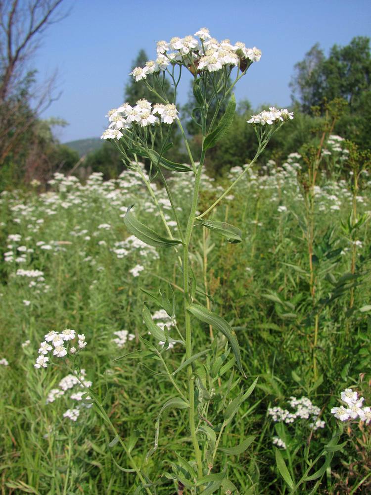 Изображение особи Achillea cartilaginea.