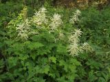 Aruncus dioicus