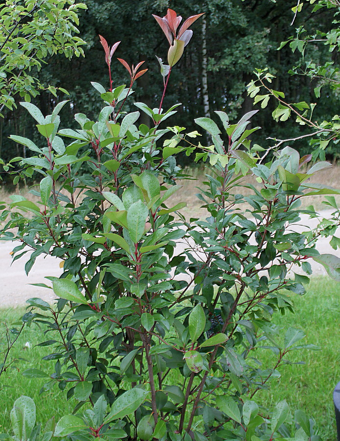 Image of Photinia &times; fraseri specimen.