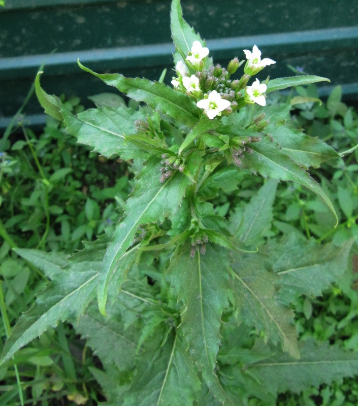 Image of Arabis pendula specimen.