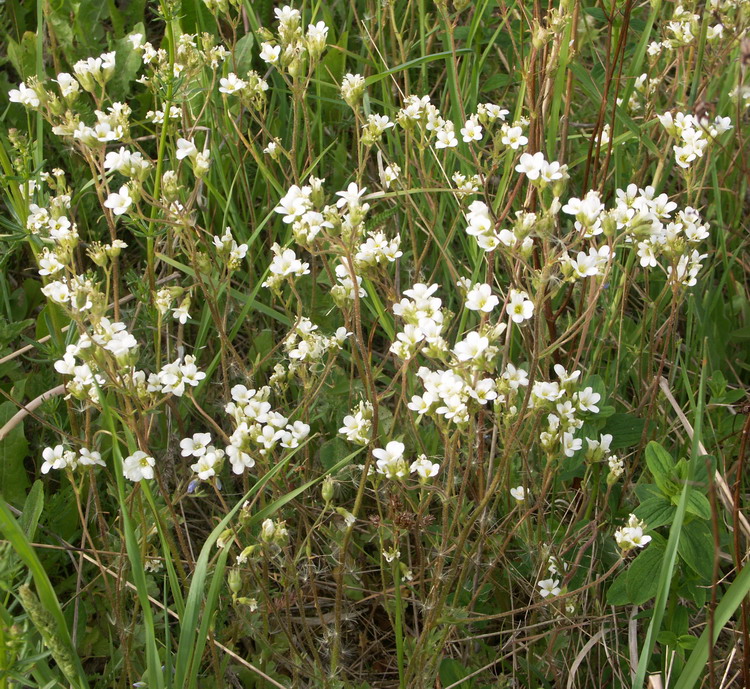 Image of Saxifraga granulata specimen.