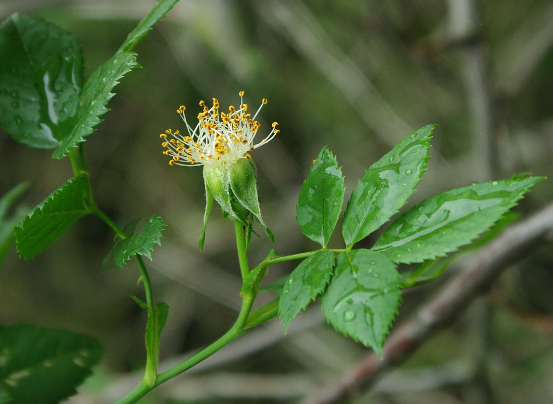 Image of genus Rosa specimen.