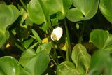 Calla palustris