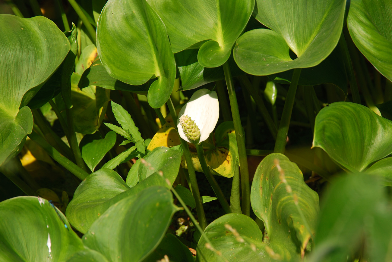 Изображение особи Calla palustris.