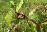 Salix pentandra. Часть ветви с галлом Euura amerinae. Архангельская обл., Вельский р-н, окр. ур. Куваш, заболоченный лес. 15.08.2012.